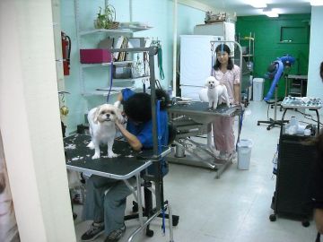 Inside the Beauty Salon for Doggies. Nanko-san's assistants were hard at work on demanding customers.