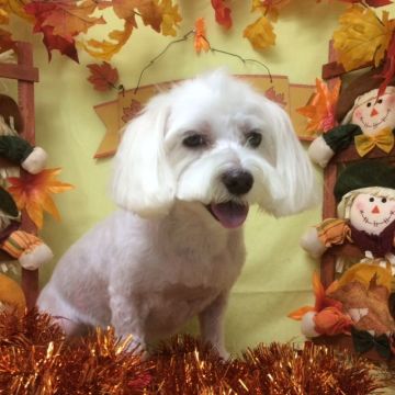 His official haircut portrait. Ripped and ready for the holiday season.