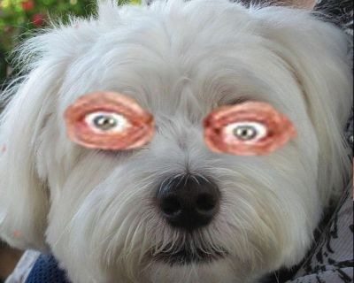 Max's eyes have taken a disturbing appearance ever since he scratched them. (Full disclosure: this is a shopped photo with Rodney Dangerfield's eyes. No Malt was harmed.)